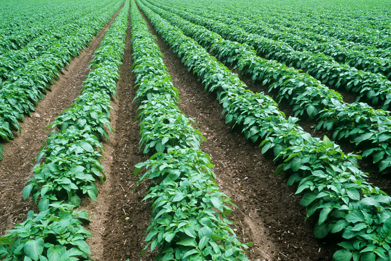 HumberPalmers High Efficiency Fertilisers HumberPalmers High Efficiency Fertilisers